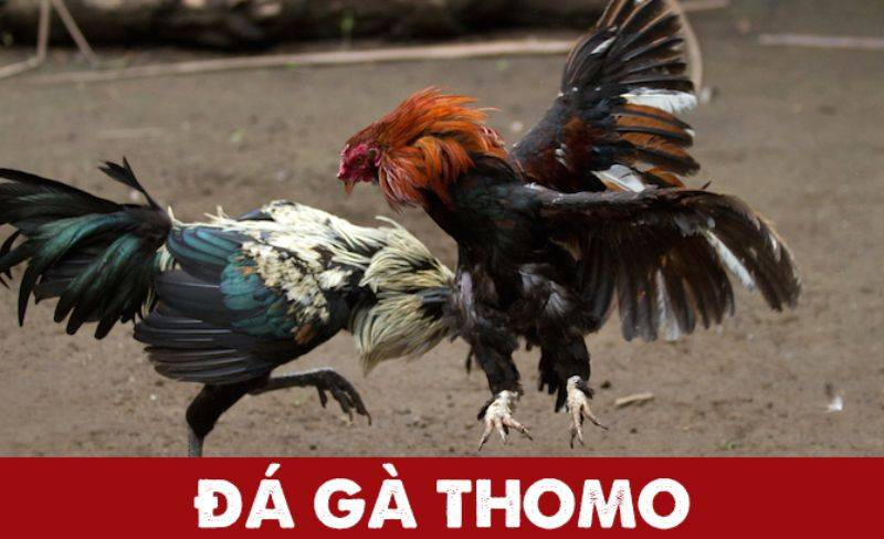 da-ga-thomo-789win