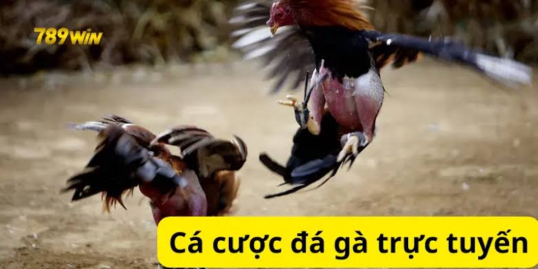 Đà gà 789win